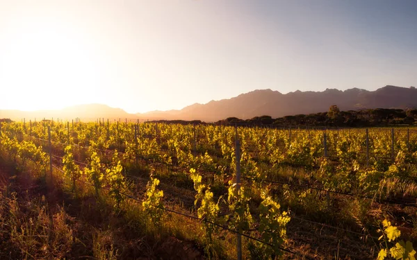 Dawn breaking over a vineyard in Corsica with mountains in the distance