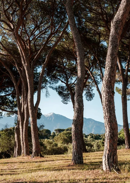 Morning sun on a group of pine trees in a vineyard in Corsica with snow capped mountains in the distance