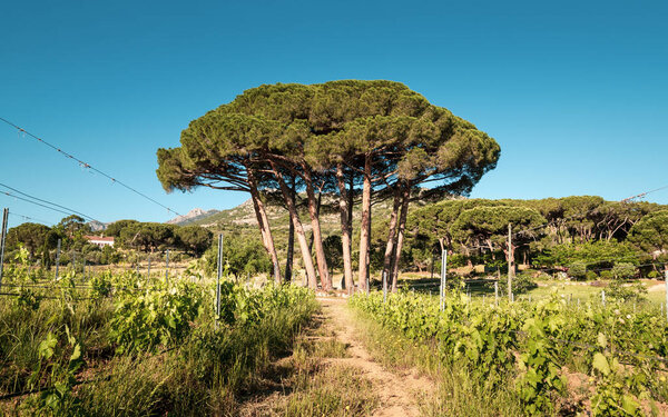 Утреннее солнце на небольшой куче сосен в винограднике на Корсике