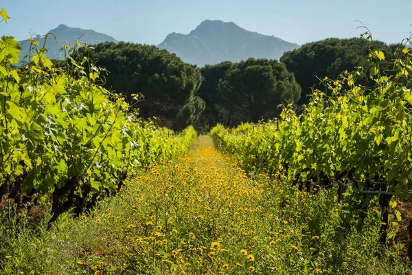 Divoké Květy Mezi Řadami Vinic Vinici Calvi Oblasti Balagne Korsice — Stock fotografie