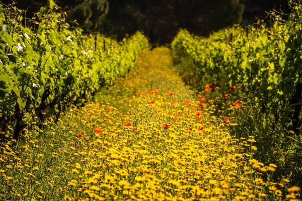 Korsika 'nın Balagne bölgesindeki Calvi' deki üzüm bağında asmalar arasında yabani çiçekler ve gelincikler.