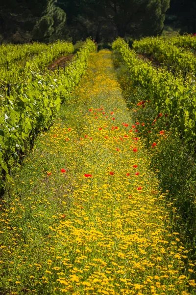 Vadvirágok Mákok Korzikai Balagne Régióban Található Calvi Szőlőültetvényen Lévő Szőlősorok — Stock Fotó