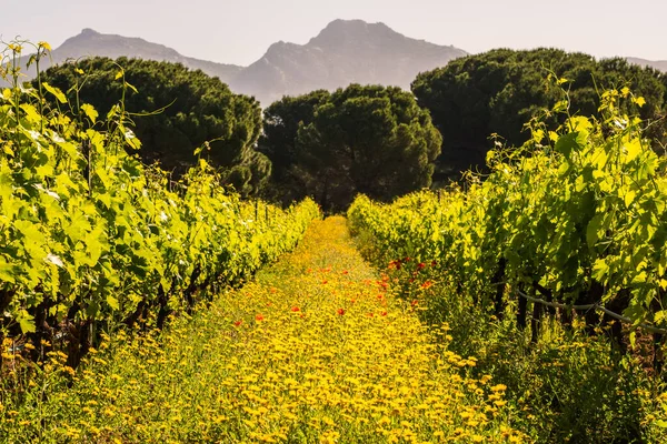 Divoké Květiny Máky Mezi Řadami Vinic Vinici Calvi Oblasti Balagne — Stock fotografie