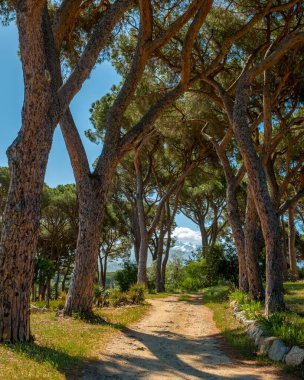Korsika 'da bir üzüm bağındaki bir grup çam ağacının üzerinde sabah güneşi. Uzakta karlı dağlar var.