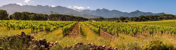 Panoramatický Pohled Řady Vinic Vinici Calvi Oblasti Balagne Korsice Zasněženými — Stock fotografie