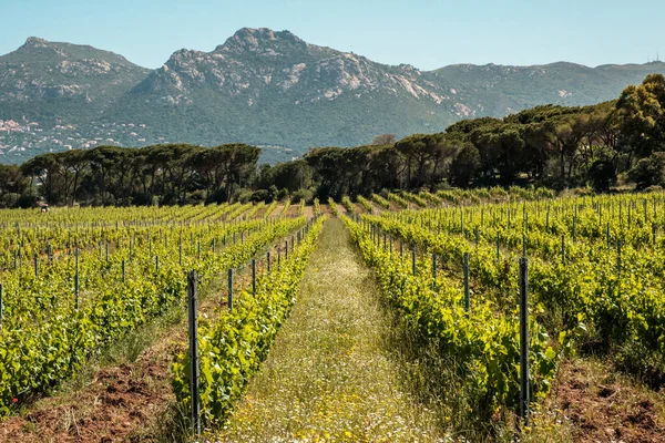 Divoké Květy Rostoucí Mezi Řadami Vinic Vinici Calvi Oblasti Balagne — Stock fotografie