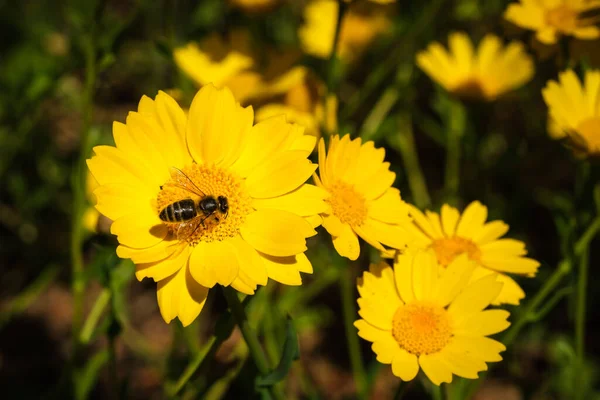 Honey Bee Collecting Nectar Yellow Daisy Flower Corsica — Stock Photo, Image