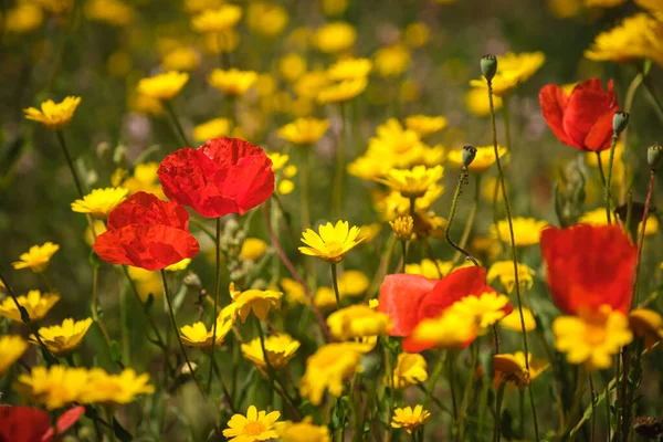 Mohn Wächst Auf Einer Wiese Mit Wilden Gelben Gänseblümchen Auf — Stockfoto