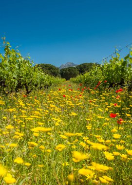 Korsika 'nın Balagne bölgesindeki Calvi' de bir üzüm bağında rüzgarda dans eden yabani çiçekler ve gelincikler.
