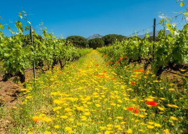 Korsika 'nın Balagne bölgesindeki Calvi' de bir üzüm bağında rüzgarda dans eden yabani çiçekler ve gelincikler.