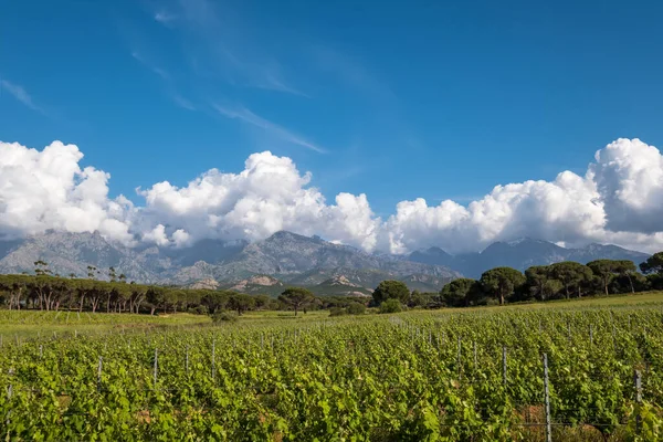 Řady Vinic Vinici Calvi Oblasti Balagne Korsice Borovicemi Horami Dálce — Stock fotografie