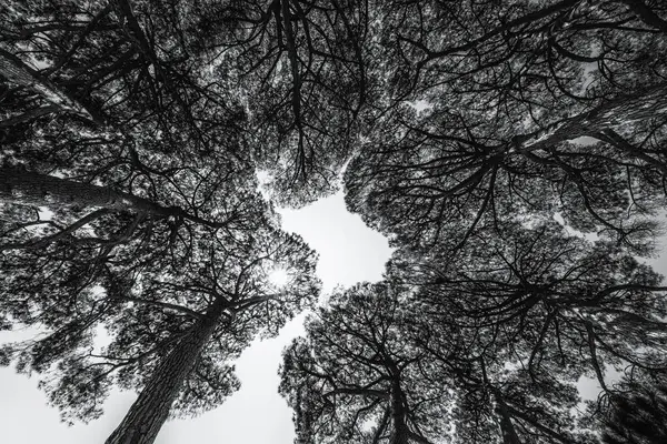 Vista Blanco Negro Hacia Arriba Dosel Círculo Pinos Bajo Los — Foto de Stock