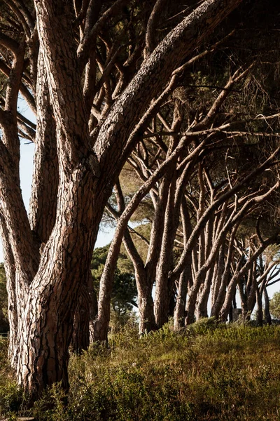 Korsika 'da bir üzüm bağındaki çam ağaçlarından oluşan bir caddede akşam güneşi.