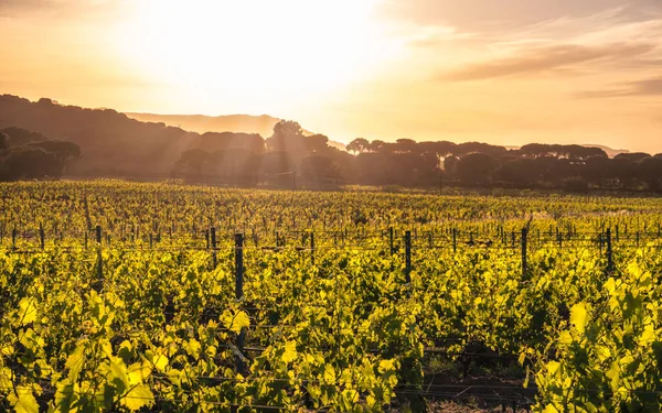 Dawn breaking over a vineyard in Corsica with pine trees and mountains in the distance