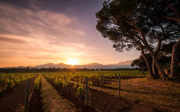 Dawn breaking over rows of young vines in a vineyard in Corsica with pine trees in the foreground and mountains in the distance