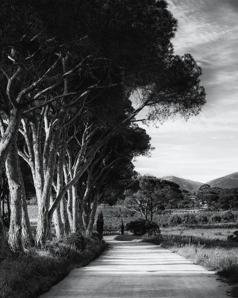 Black White Image Sunlight Avenue Pine Trees Track Leading Vineyard — Stock Photo, Image