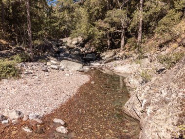Crystal clear water of the Tartagine river flowing over pebbles through a pine forest in Corsica