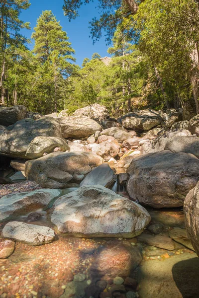 Crystal Clear Water Tartagine River Flowing Large Boulders Pine Forest — Stock Photo, Image