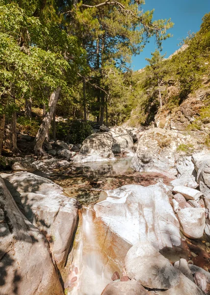 Crystal Clear Water Tartagine River Flowing Large Boulders Pine Forest — 图库照片