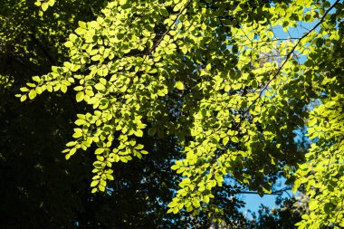 Korsika 'daki Vizzavona ormanındaki bir kayın ağacının yeşil yapraklarından süzülen güneş ışığı.