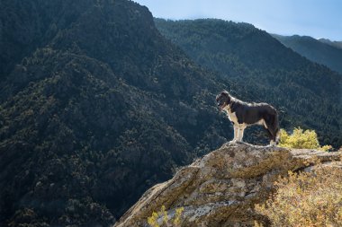 rocky fosillerini corsica içinde kenar kömür ocağı köpek