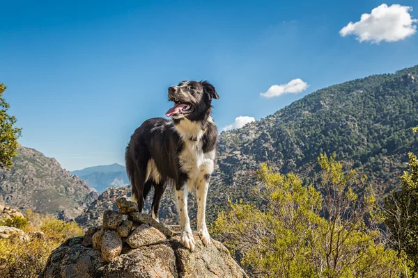 Bordercollie hond op rotsachtige ontsluiting in corsica — Stockfoto