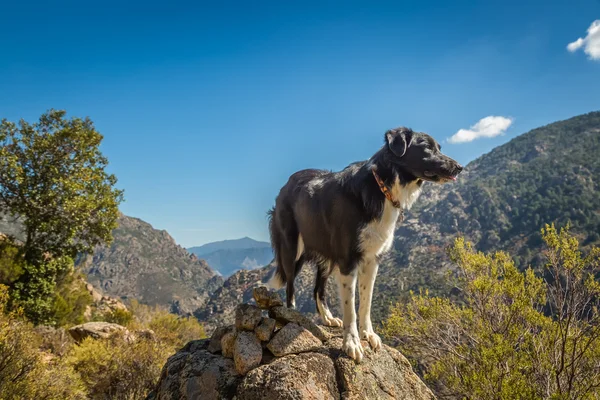Rocky fosillerini corsica içinde kenar kömür ocağı köpek — Stok fotoğraf