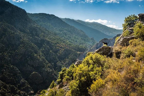 Confine cane collie su affioramento roccioso in Corsica — Foto Stock