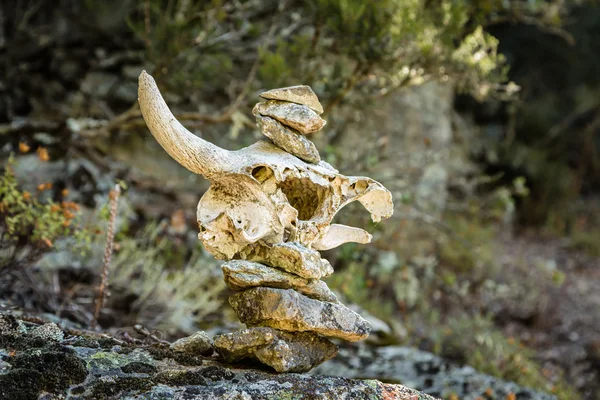 Cairn using a skull to mark trail in Corsica — Stock Photo, Image