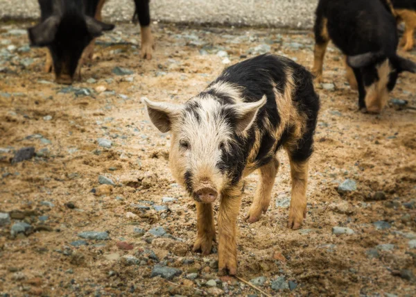 Piglets at roadside in central Corsica — Stock Photo, Image