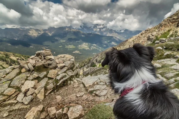 Border Collie Hund schaut über korsische Berge — Stockfoto