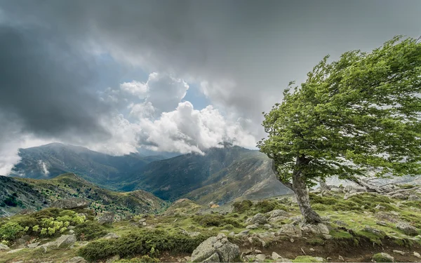 Un albero spazzato dal vento su un crinale di montagna sul GR20 in Corsica — Foto Stock