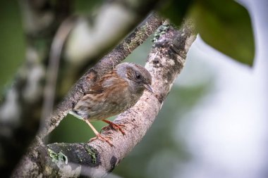 Fransa 'da bir ağacın dalına tünemiş bir Dunnock' un (Prunella modularis) yakınında.