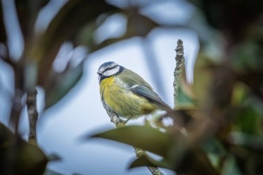 Close up of a Blue Tit (Cyanistes caeruleus) perched on the branch of a tree in France