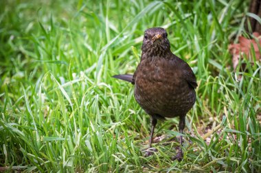 Dişi bir Karatavuk 'un (Turdus merula), Fransa' da bir bahçedeki çimlerin üzerindeki kameraya doğru bakması.