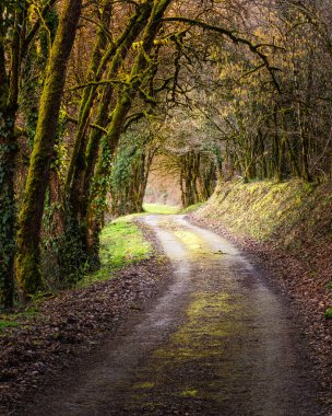 Fransa 'nın Dordogne bölgesinde tek şeritli bir yol var.