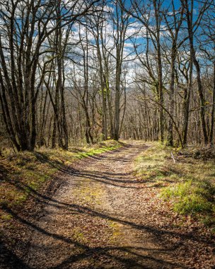 Fransa 'nın Dordogne bölgesinde güneşli bir kış ormanı boyunca uzanan patika.