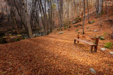 Wooden bench surrounded by autumn leaves in a forest in Corsica clipart