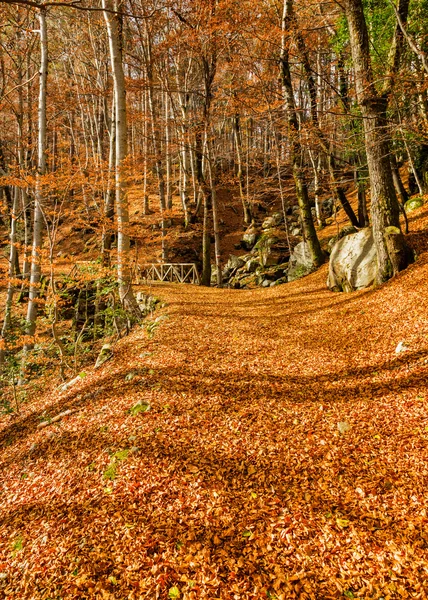 Un camino de hojas doradas de otoño en un bosque de Córcega — Foto de Stock