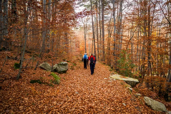 Turisté na cestě zlatý podzim listí v lese na Korsice — Stock fotografie