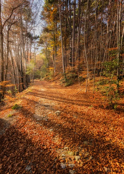 Un camino de hojas doradas de otoño en un bosque de Córcega — Foto de Stock