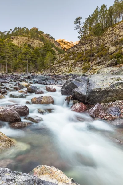 Fast flowing Asco river in Corsica — Stock Photo, Image