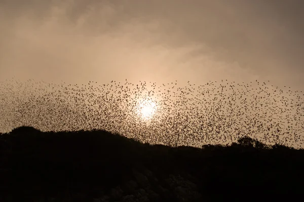 Murmuration of birds on the coast of Corsica — Stock Photo, Image