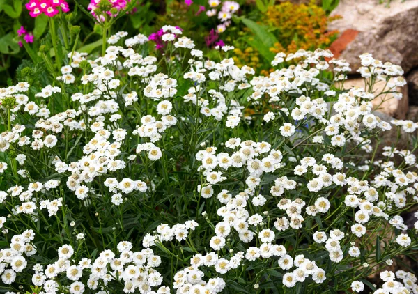 Pequenas flores brancas — Fotografia de Stock