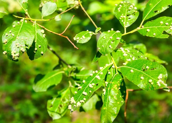 Gli insetti dannosi di un giardino distruggono foglie — Foto Stock