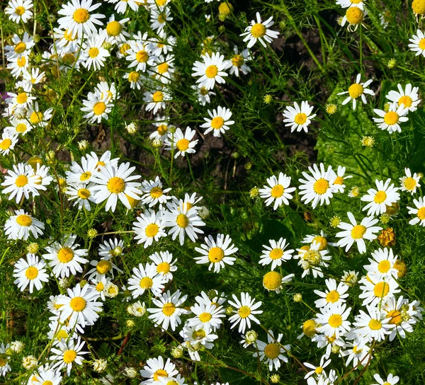 Camomilas de campo — Fotografia de Stock