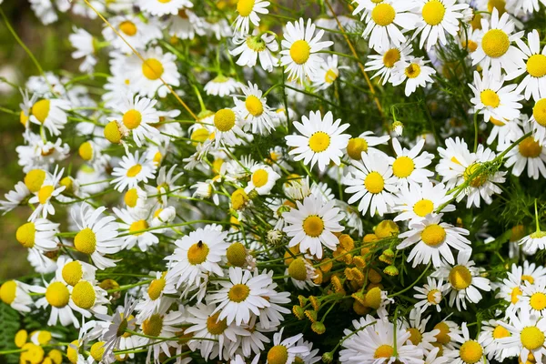 Flores de camomila — Fotografia de Stock