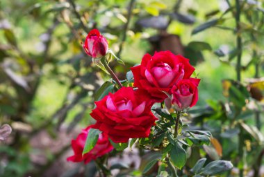 Kırmızı güllerin çalısı