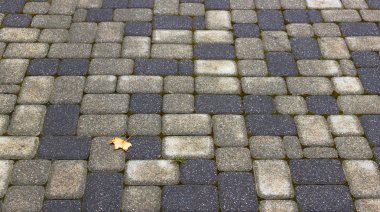 sonbahar yaprak taşlar karşı