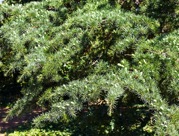 Growing fir with  cones — Stock Photo, Image